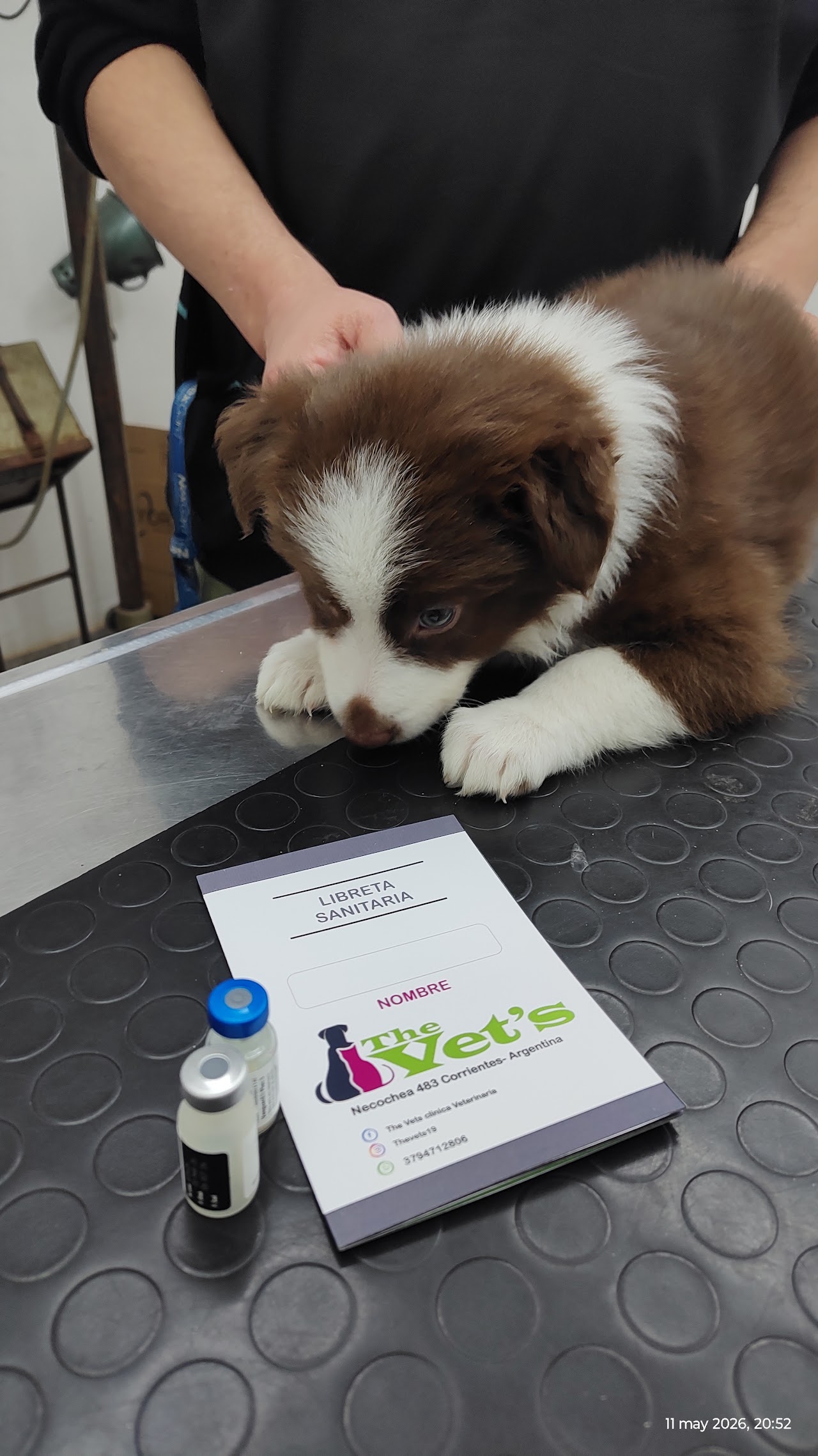 Paciente atendido en el consultorio de The Vet's