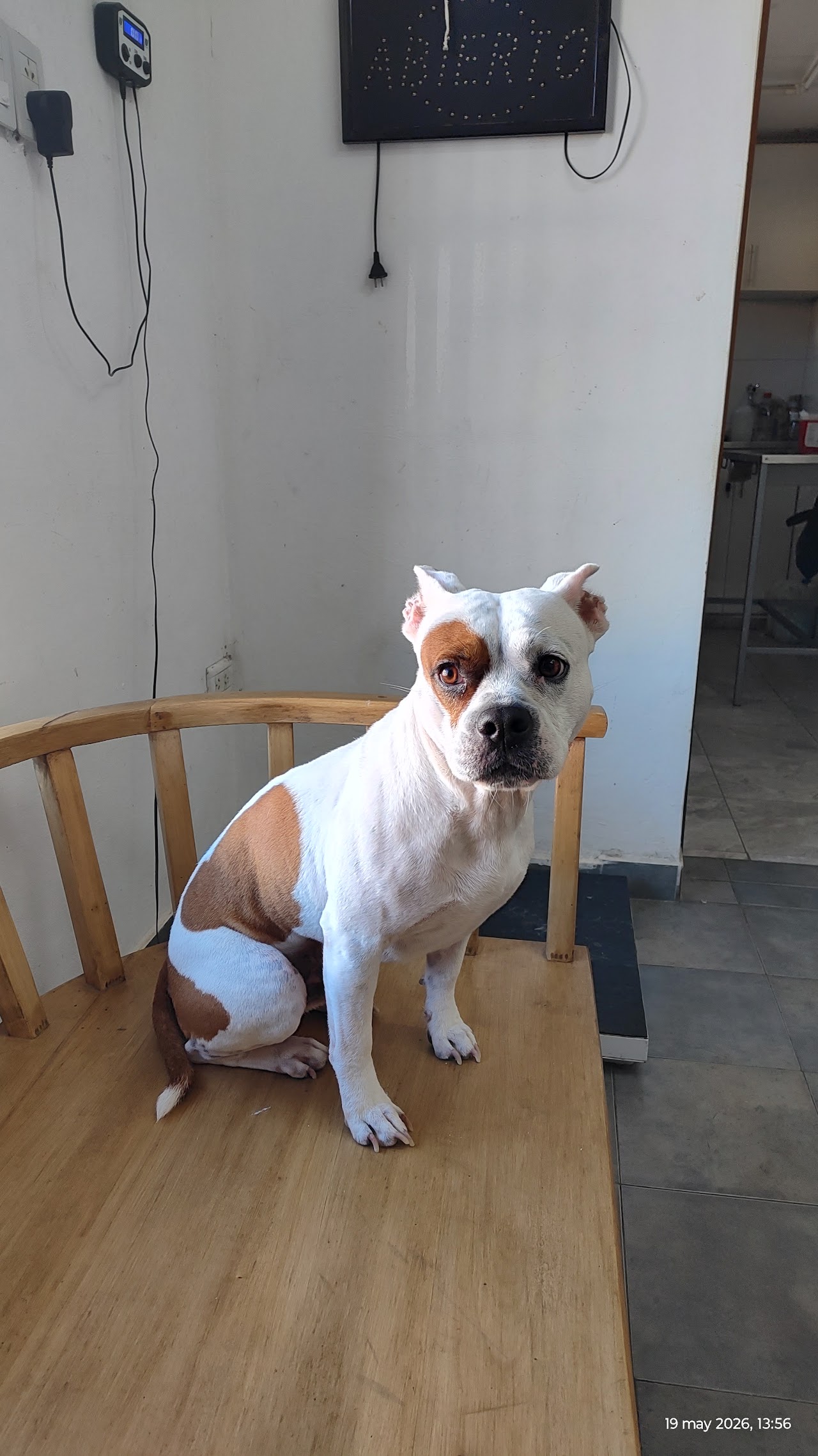 Paciente canino atendido en The Vet's