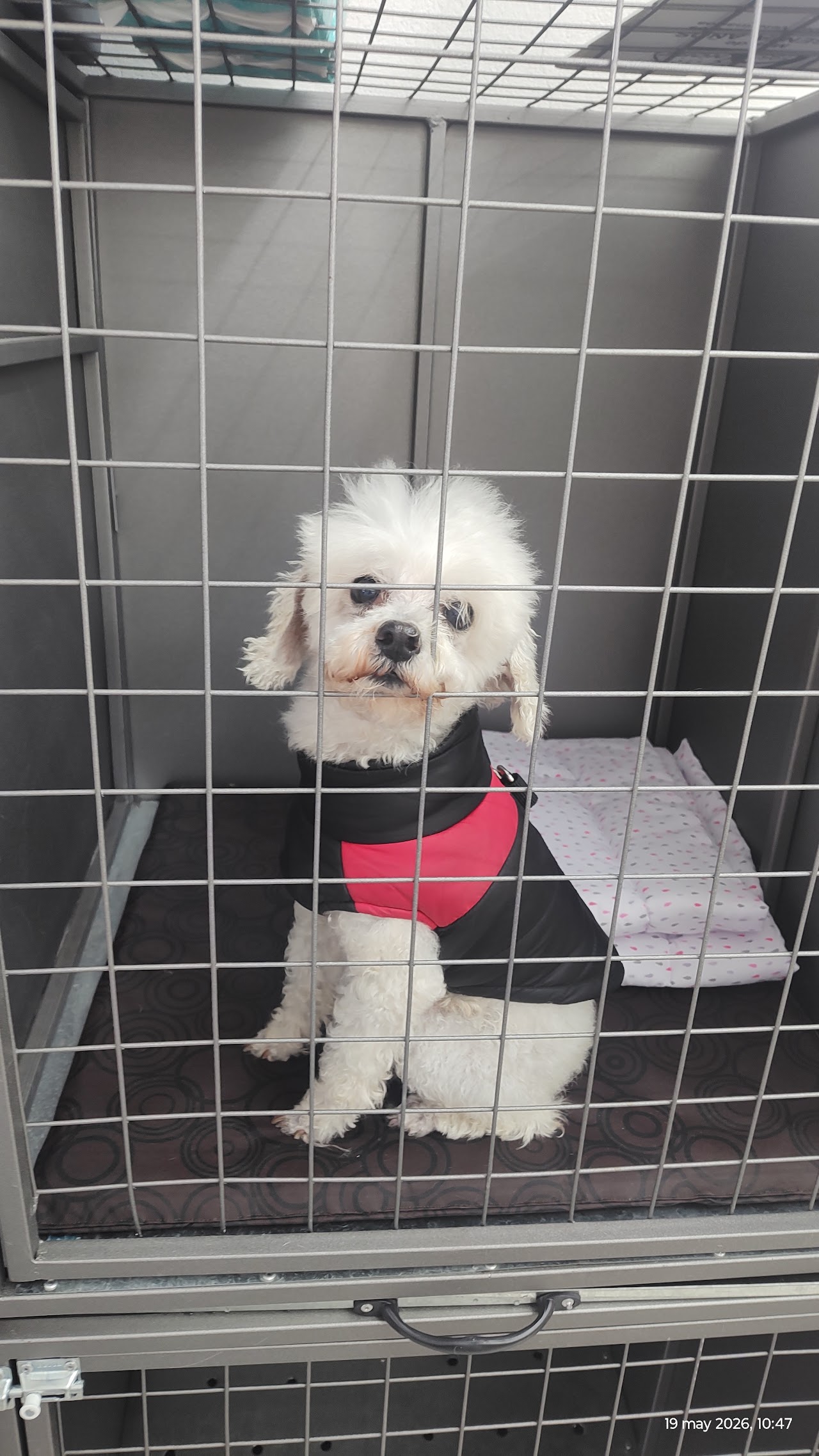 Paciente canino en consultorio de The Vet's